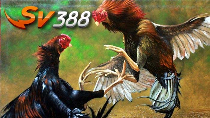 Cara Menang Judi Sabung Ayam di Situs Judi SV388 Indonesia